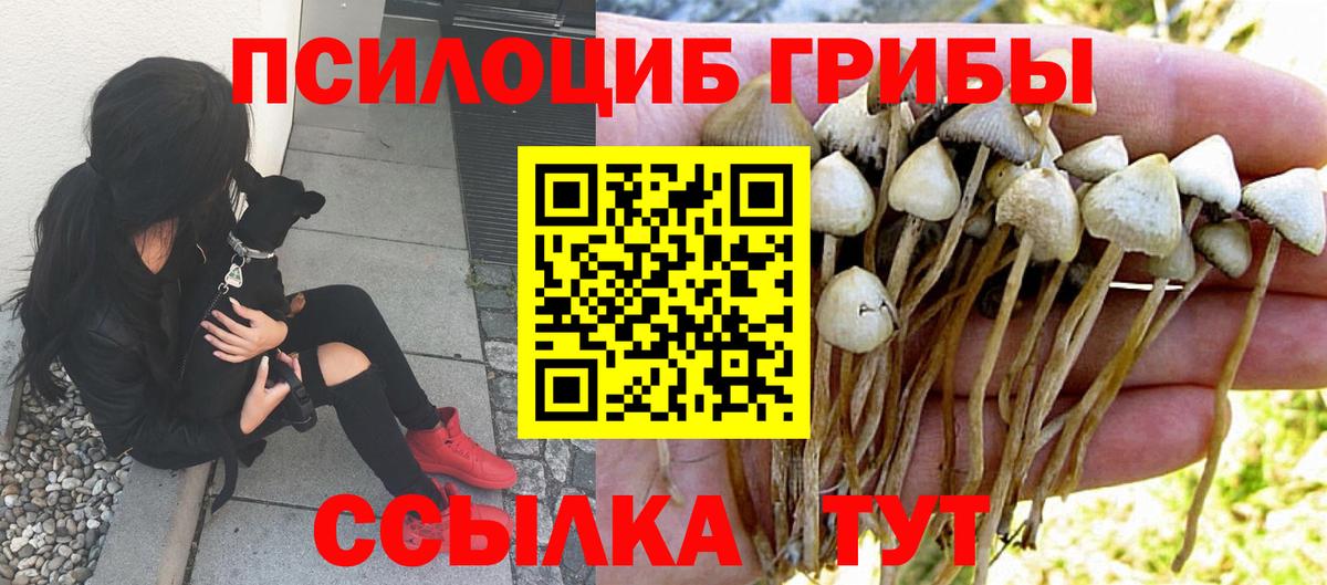 Славгород  Галлюциногенные грибы прущие грибы  Вход с VPN 